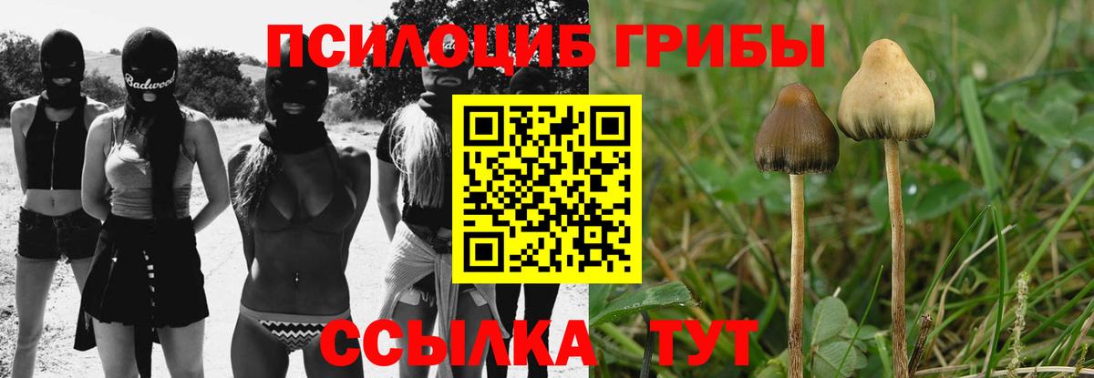 Галлюциногенные грибы Psilocybine cubensis  Вход с VPN  Будённовск 